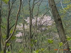 オドケ山山頂付近の山桜