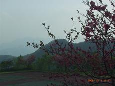 みかぼ高原荘が植えた赤い花の桜
