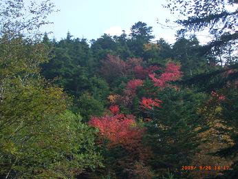 千曲川上流の紅葉