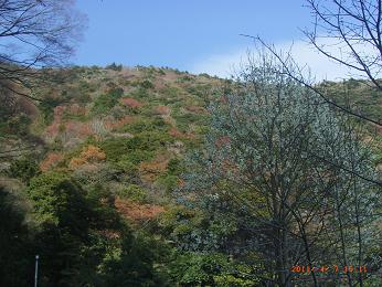 阿弥陀寺入り口の白木蓮と背後の山の若葉