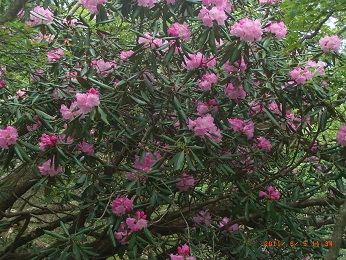 万三郎頂上の手前、咲き始めたばかりのアズマシャクナゲ