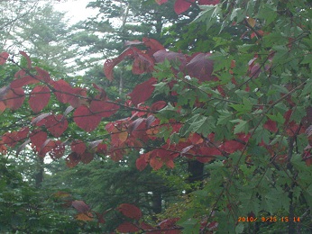 紅葉し始めた葉