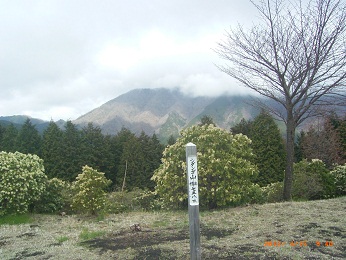 シダンゴ山頂上のアセビと標識
