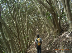 ブナ科マテバシイの林を行く