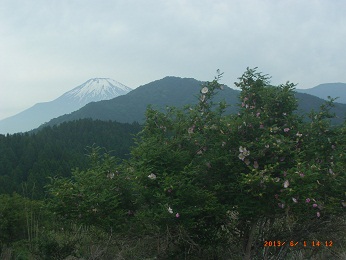 樹下の二人、バラ科サンショウバラと富士山