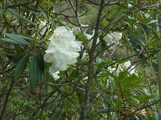 真っ白な石楠花