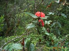 熱帯雨林に咲く赤いシャクナゲ