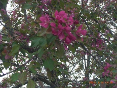 スイカズラ科タニウツギに似た花